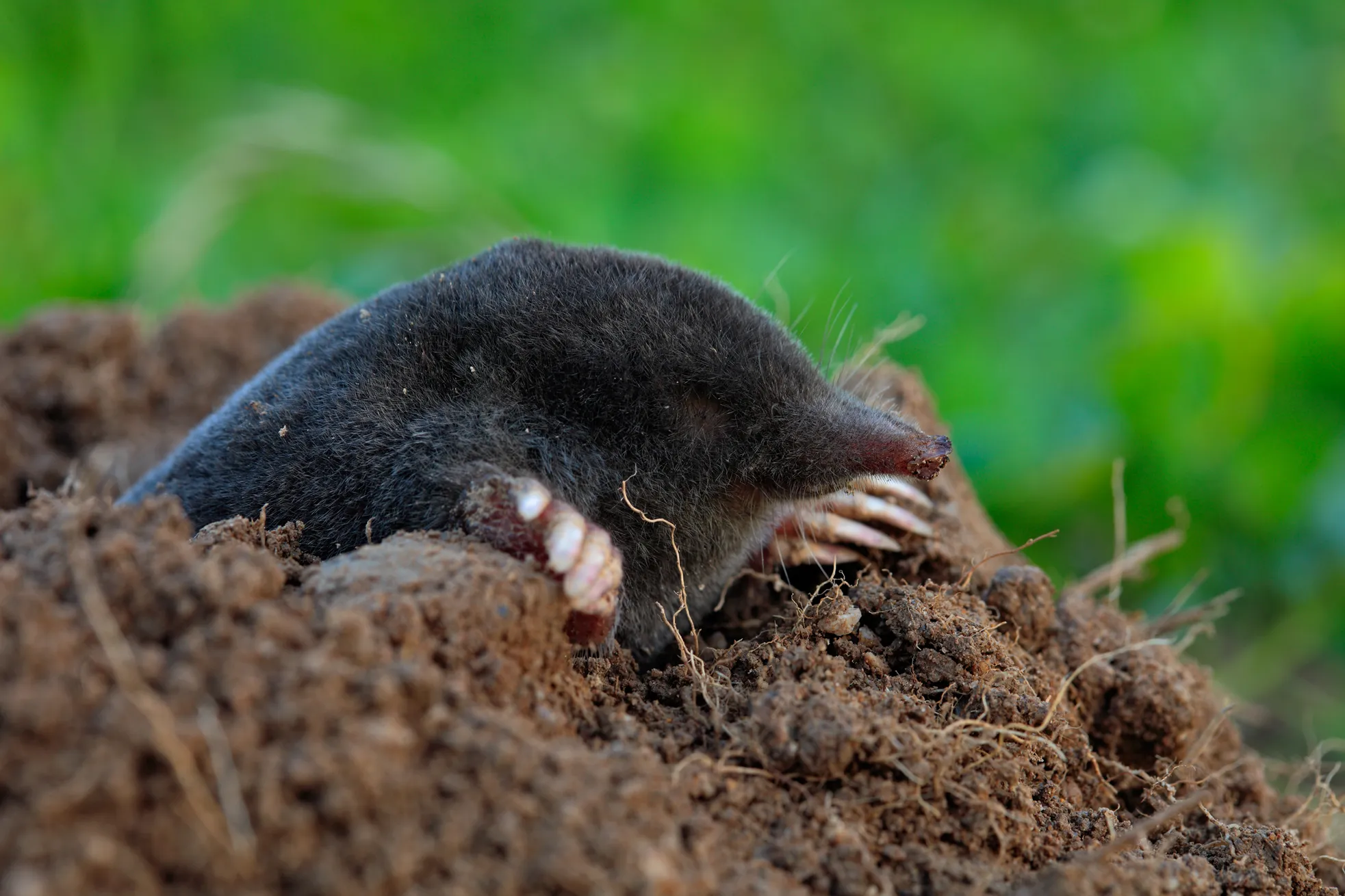 Mol boven de grond