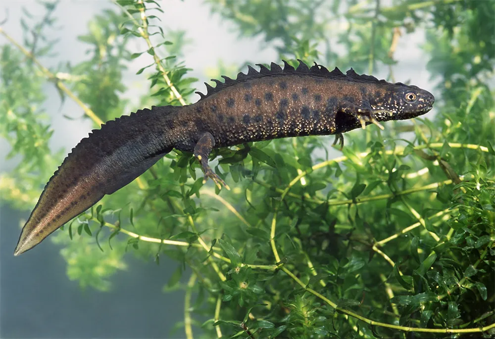 Kamsalamander