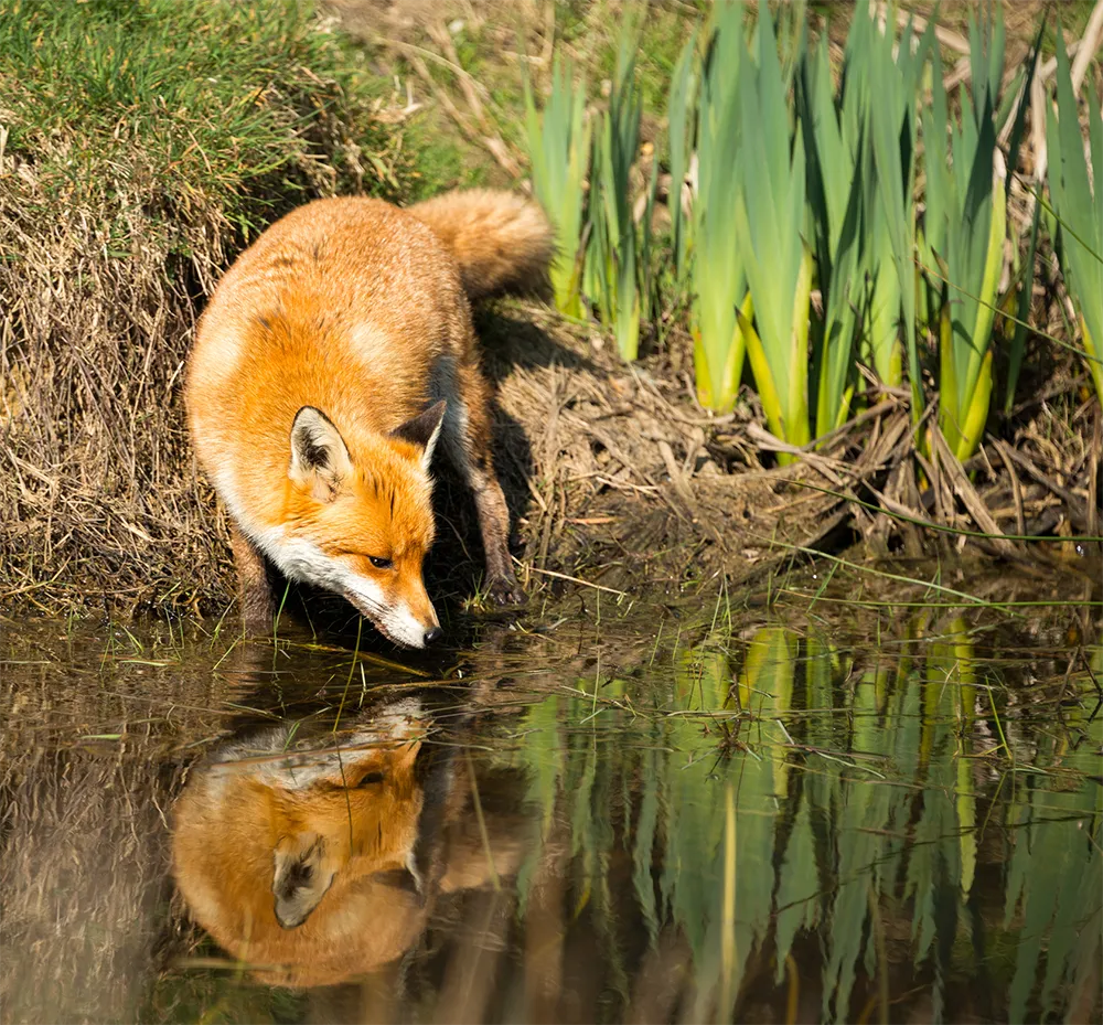 Vos
