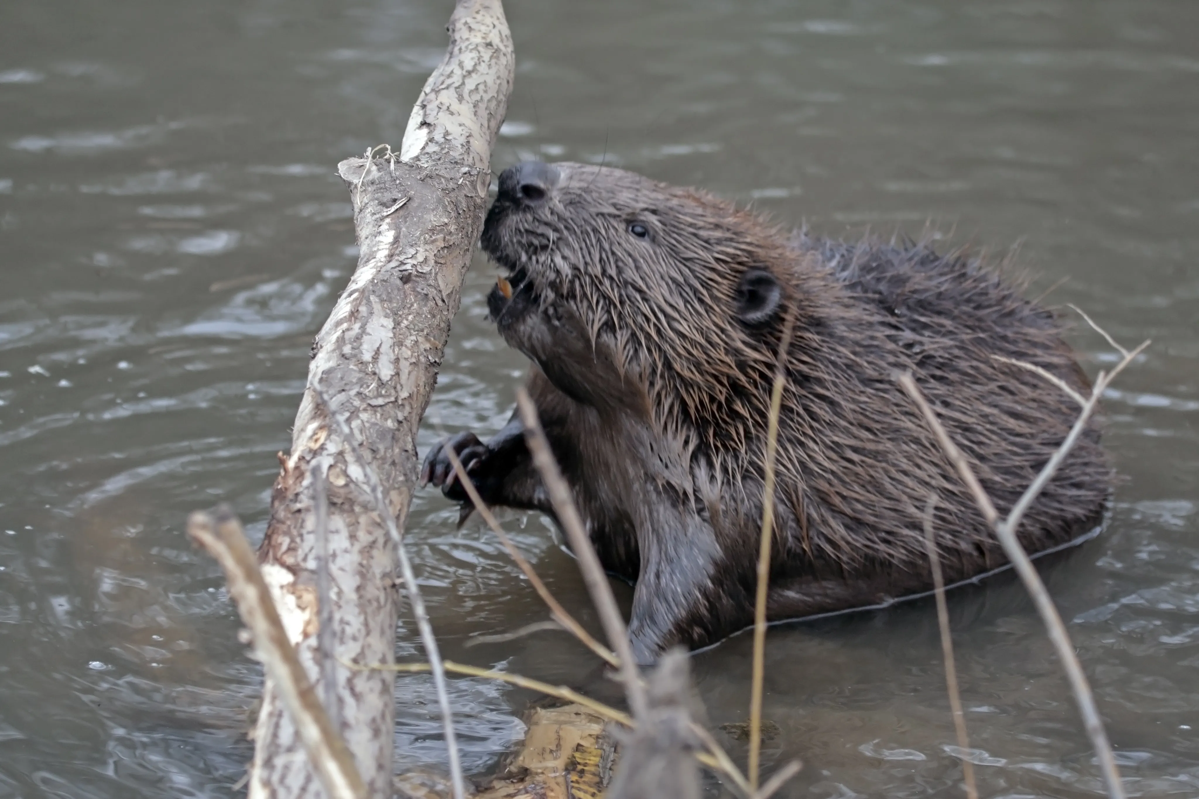 Bever