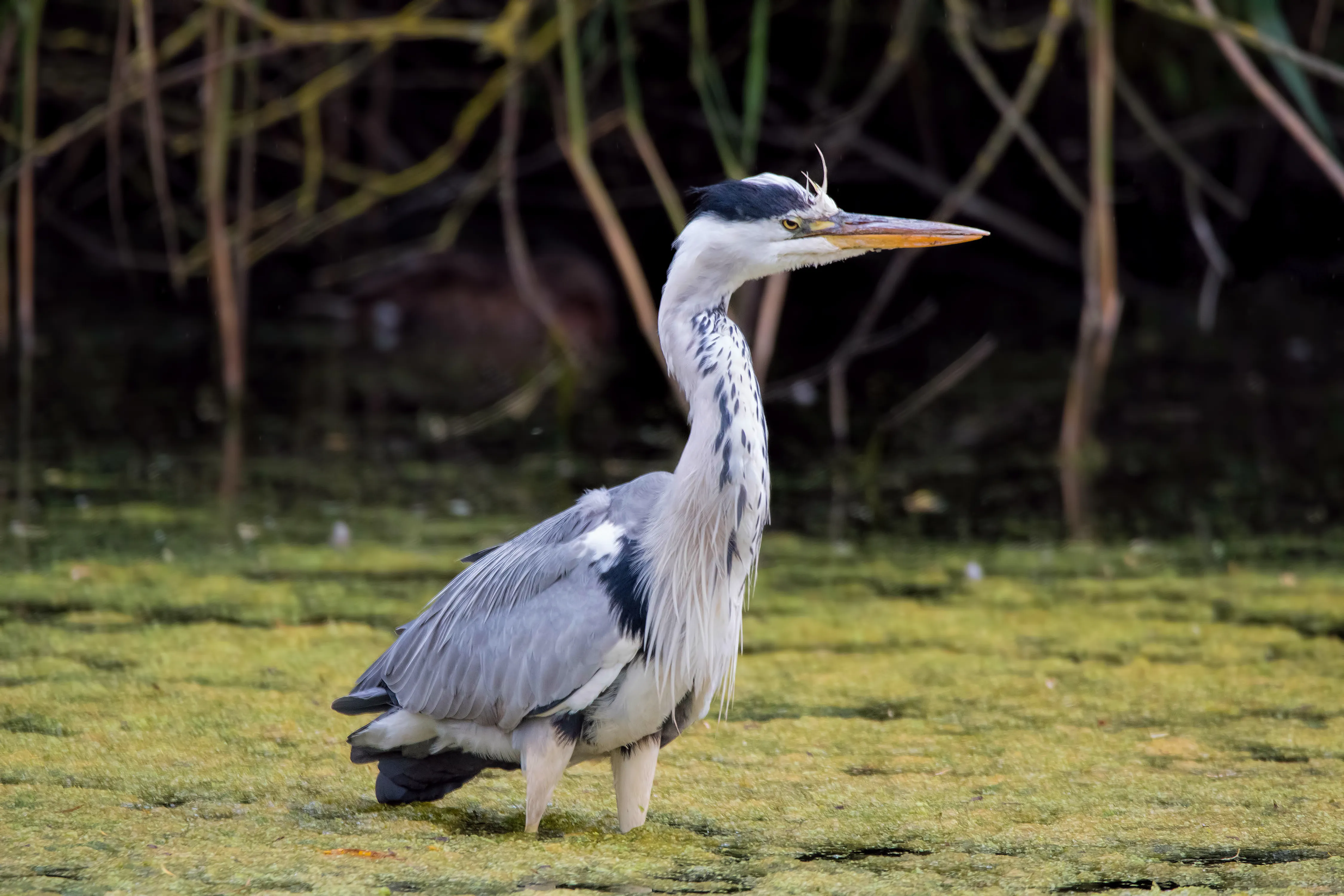 Blauwe Reiger