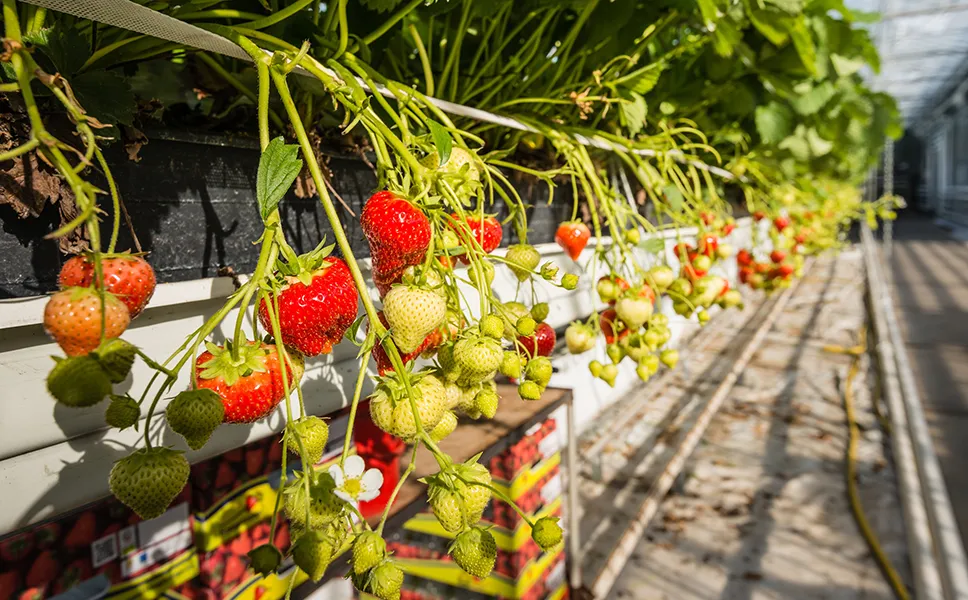 Kas met aardbeien