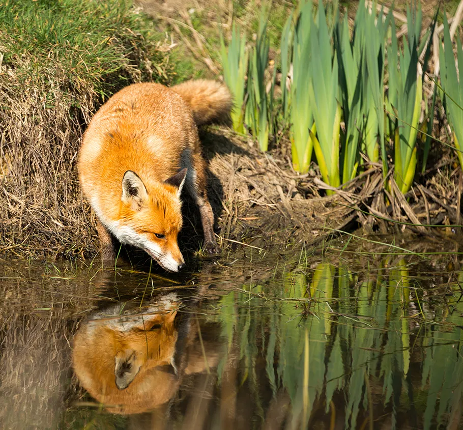 Vos