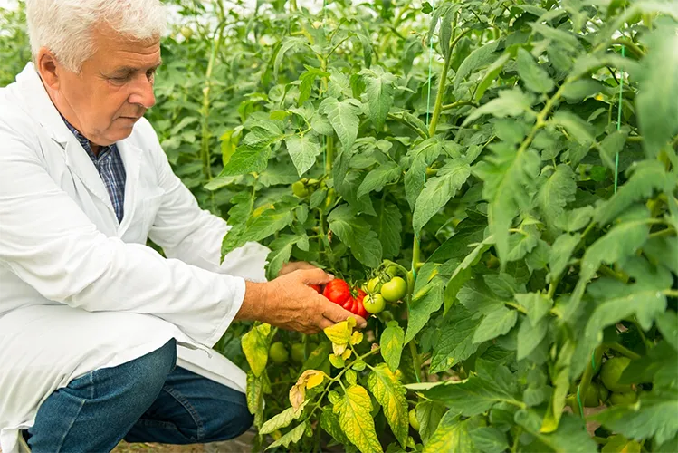 Man met tomaten in kas