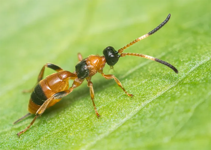 Sluipwesp
